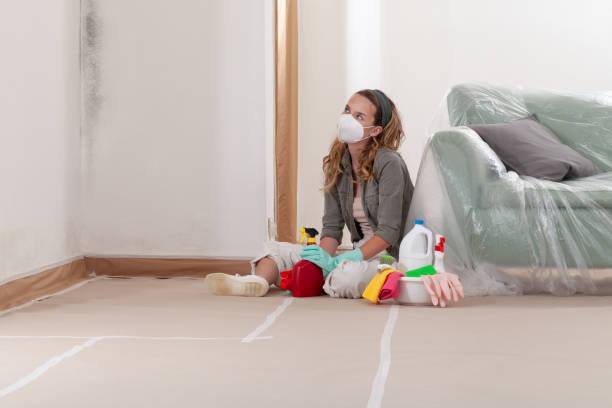 Reliable Mold Remediation contractor in Elmwood Park, IL by WQB Mold Removal
